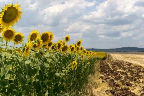 Sunflower field Stock Photos