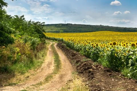Sunflower field Stock Photos