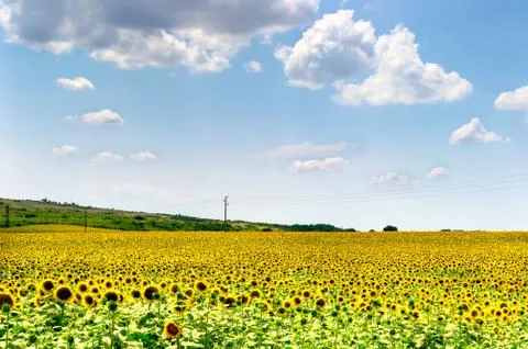 Sunflower field Stock Photos