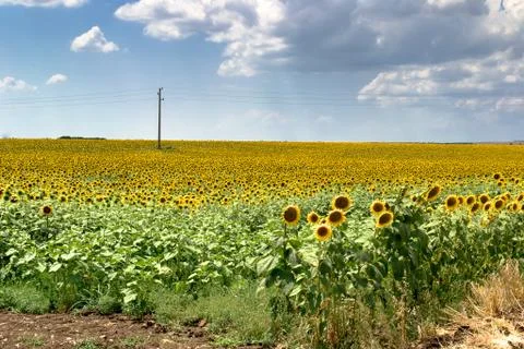 Sunflower field Stock Photos