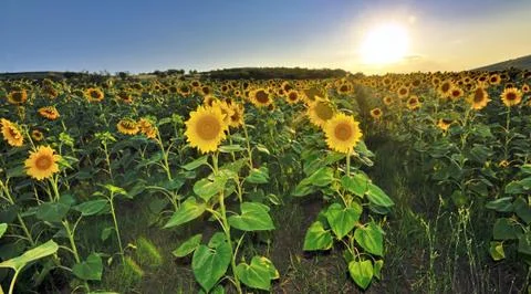 Sunflower field Stock Photos