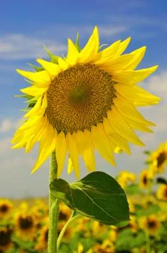 Sunflower on the field Stock Photos