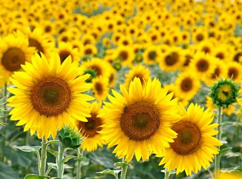 Sunflower on the field Stock-Fotos