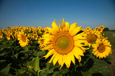 Sunflower field Stock Photos