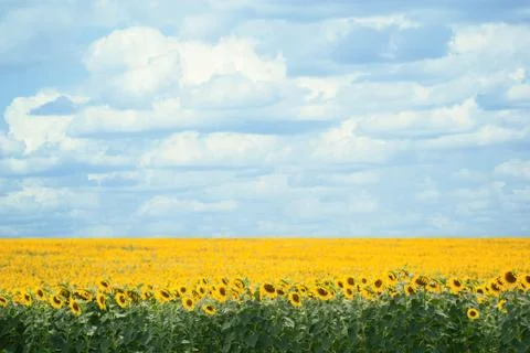 Sunflower field Stock Photos