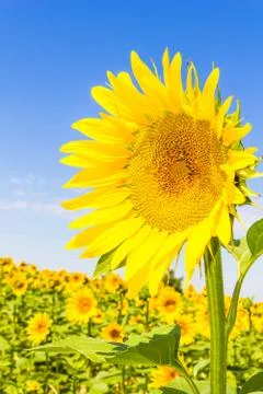A sunflower field 스톡 사진
