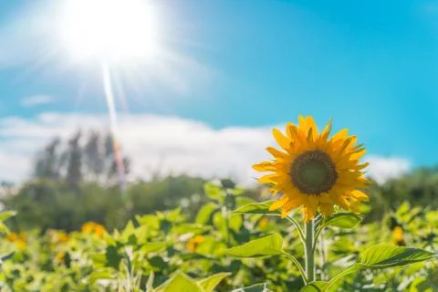 Sunflower field Stock Photos