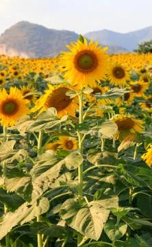 Sunflower field Stock Photos