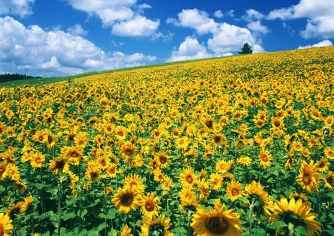Sunflower Field Stock Photos