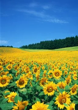 Sunflower Field Stock Photos