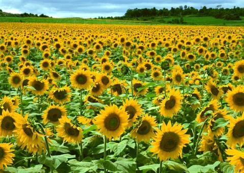 Sunflower Field Stock Photos