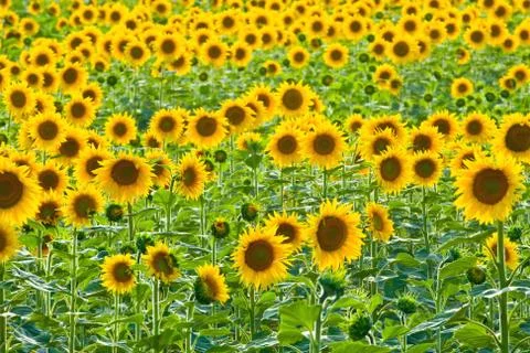 Sunflower field Stock Photos