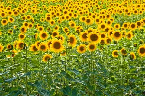 Sunflower field Stock Photos