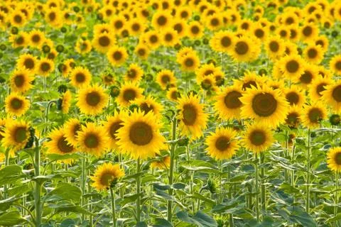 Sunflower field Stock Photos