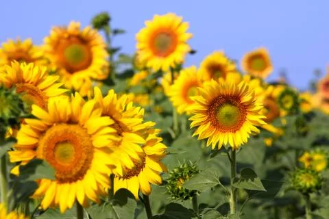 Sunflower field Stock-Fotos