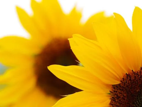 Sunflower in field Stock Photos