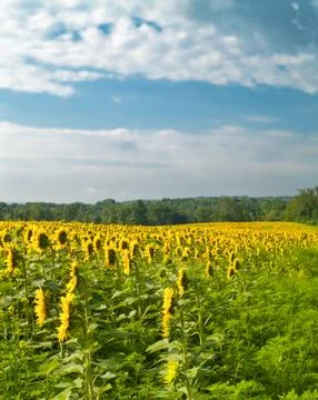 Sunflower field Stock Photos