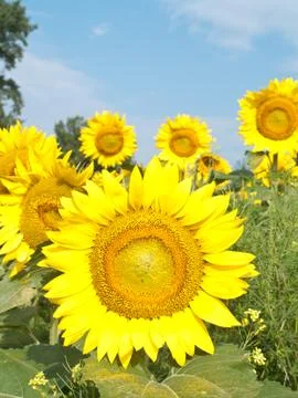 Sunflower field Stock Photos