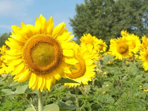 Sunflower field Stock Photos