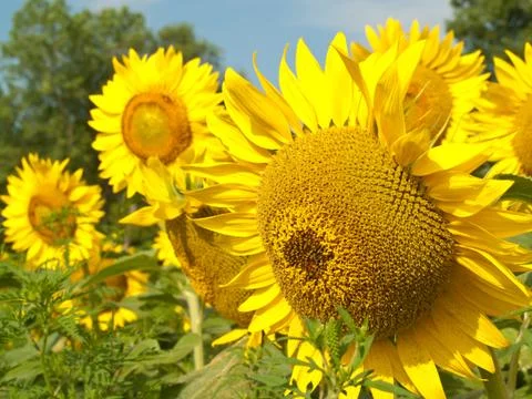 Sunflower field Foto stock
