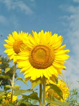 Sunflower field Stock Photos