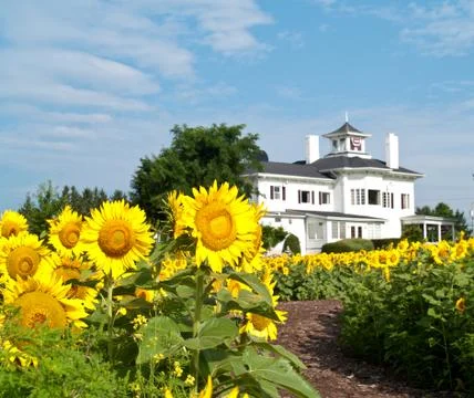 Sunflower field Stock Photos
