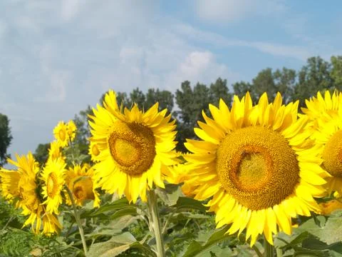 Sunflower field Stock Photos