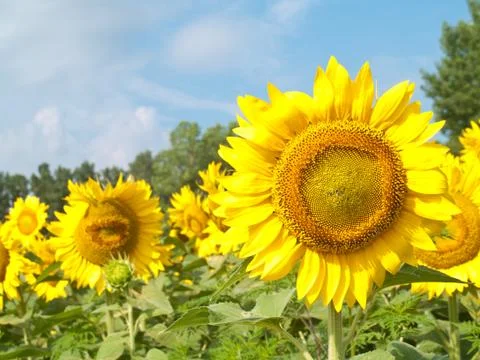 Sunflower field Foto stock