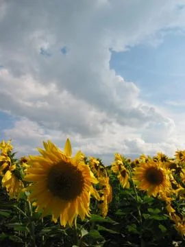 Sunflower field Stock Photos