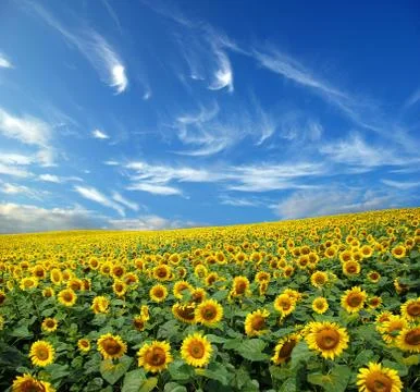 Sunflower field Stock Photos