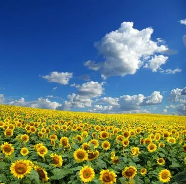 Sunflower field Stock Photos