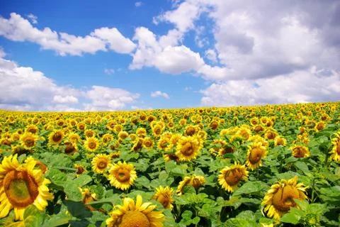 Sunflower field Stock Photos