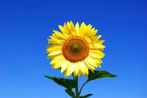 Sunflower field Stock Photos