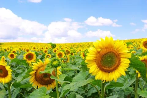 Sunflower field Stock-Fotos