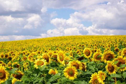 Sunflower field Stock Photos