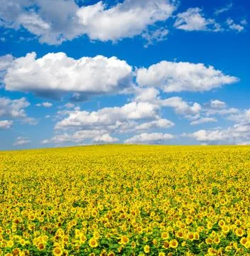 Sunflower field Stock Photos
