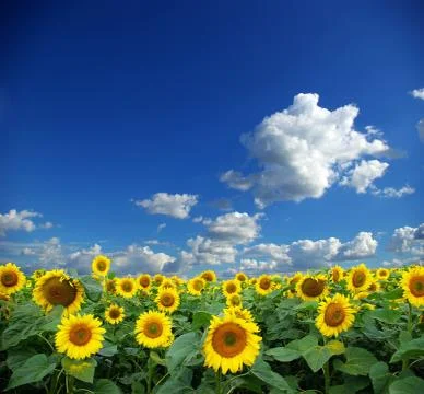 Sunflower field Foto stock