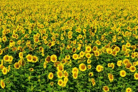 Sunflower  field Stock Photos