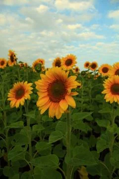 Sunflower field. Stock Photos