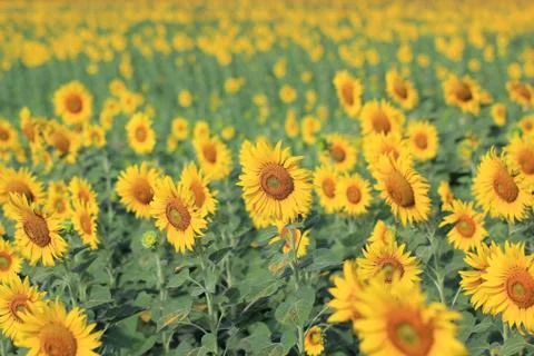 Sunflower in the field Stock Photos