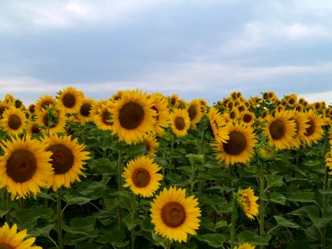 Sunflower field Stock Photos