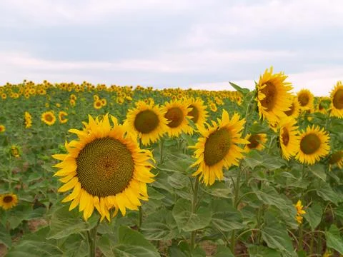 Sunflower field Stock Photos