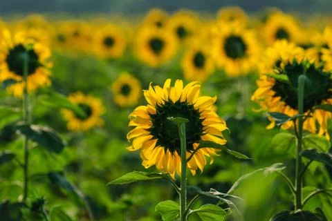 Sunflower field Stock Photos
