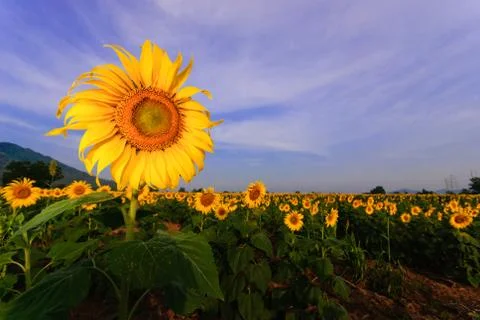 Sunflower field Stock Photos