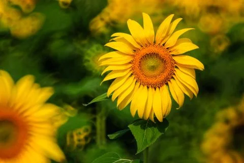Sunflower field Stock Photos