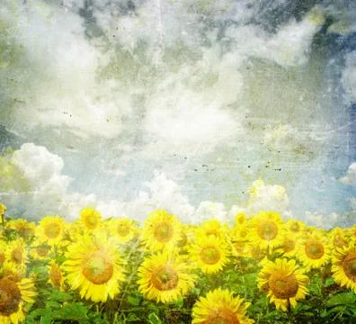 Sunflower field Stock Photos