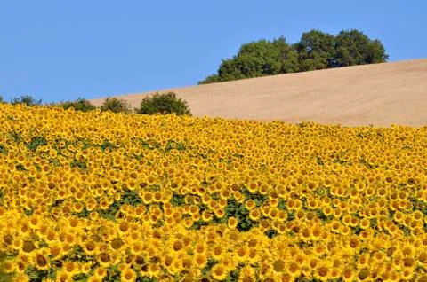 Sunflower field Stock Photos