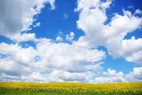 Sunflower field Stock-Fotos