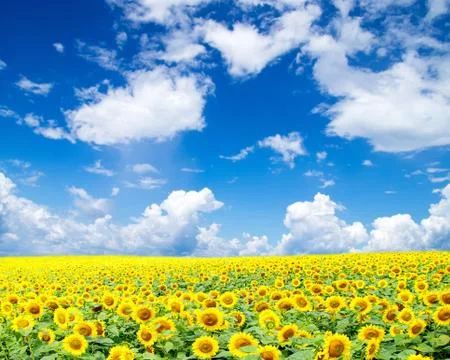 Sunflower field Foto stock