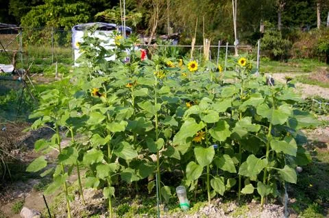 Sunflower field Stock Photos